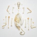 Real Pheasant Skeleton – Disarticulated