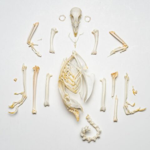 Real Pheasant Skeleton - Disarticulated