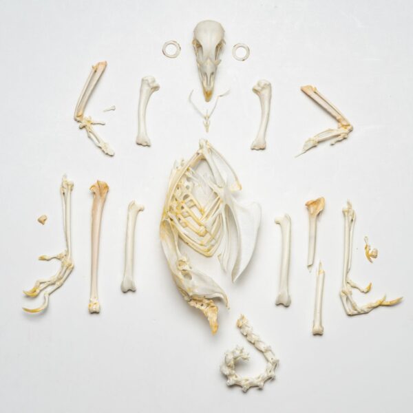 Real Pheasant Skeleton – Disarticulated