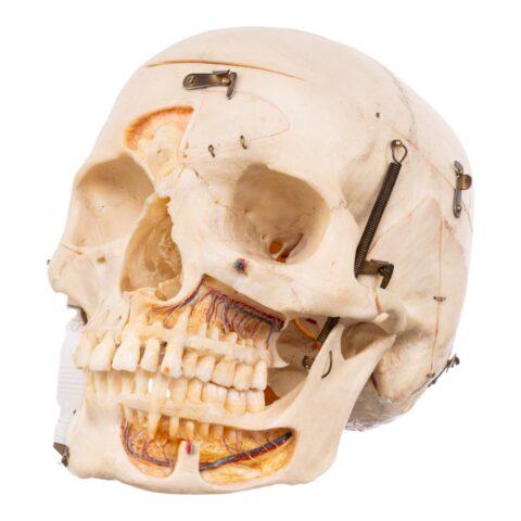 Real Human Skull - Dissected - With Stand
