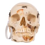 Real Human Skull – Dissected – With Stand