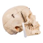 Real Human Skull – Dissected – With Stand