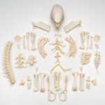 Real African Crested Porcupine Skeleton – Disarticulated