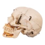Real Human Skull – Dissected – With Stand
