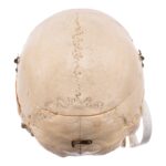 Real Human Skull – Dissected – With Stand