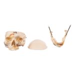 Real Human Skull – Dissected – With Stand