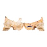 Real Human Skull – Dissected – With Stand