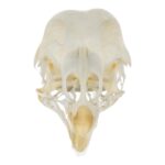 Real Pheasant Skeleton – Disarticulated