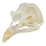 Real Pheasant Skeleton – Disarticulated