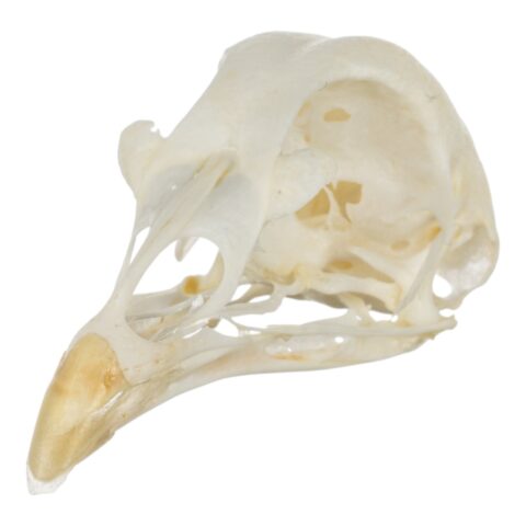Real Pheasant Skeleton - Disarticulated