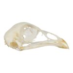 Real Pheasant Skeleton – Disarticulated