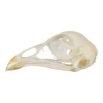 Real Pheasant Skeleton – Disarticulated