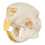 Real African Crested Porcupine Skeleton – Disarticulated