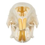 Real African Crested Porcupine Skeleton – Disarticulated