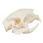 Real African Crested Porcupine Skeleton – Disarticulated