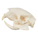 Real African Crested Porcupine Skeleton – Disarticulated