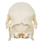 Real African Crested Porcupine Skeleton – Disarticulated