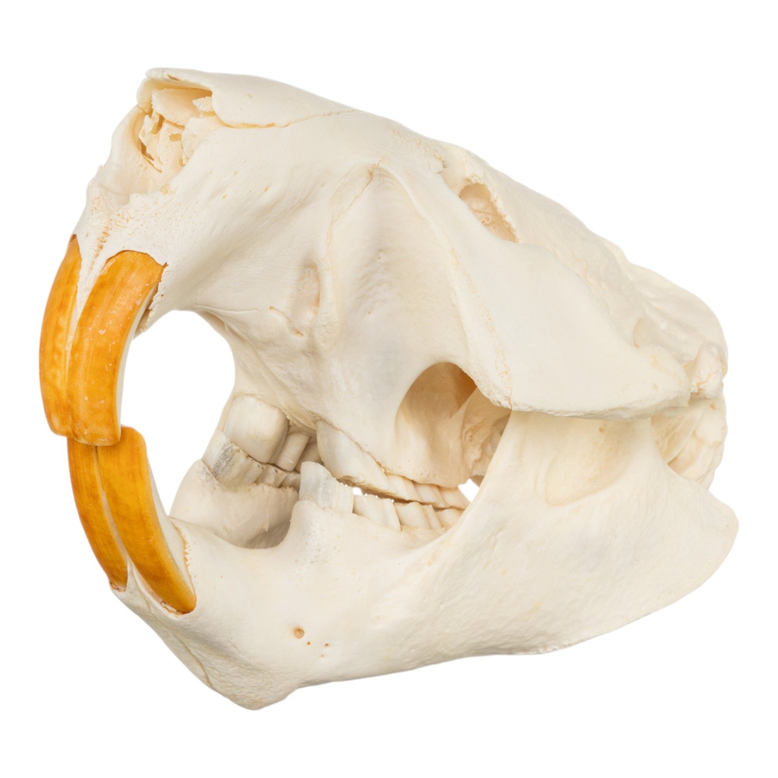 Real American Beaver Skull