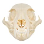 Real Bobcat Skull
