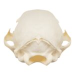 Real Bobcat Skull