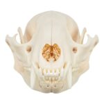 Real Raccoon Skull