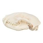 Real Raccoon Skull