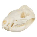 Real American Opossum Skull