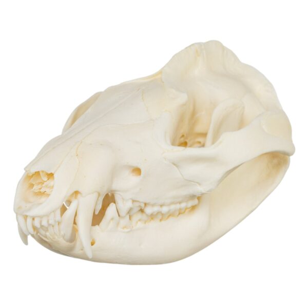 Real American Opossum Skull