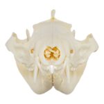 Real American Opossum Skull
