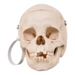 Real Child Human Skull With Case
