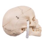 Real Child Human Skull With Case