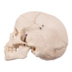 Real Child Human Skull With Case