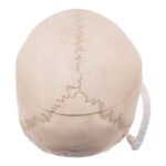 Real Child Human Skull With Case