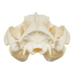 Real American Opossum Skull