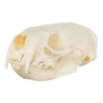 Real American Mink Skull