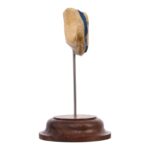 Real Human Patella – On Stand