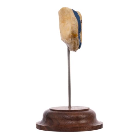 Real Human Patella - On Stand