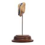Real Human Patella – On Stand