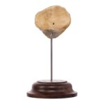 Real Human Patella – On Stand