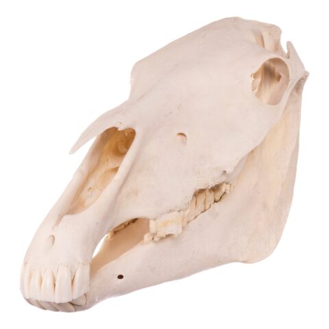 Real Horse Skeleton - Disarticulated - 705.4792 oz