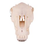 Real Horse Skeleton – Disarticulated – 705.4792 oz