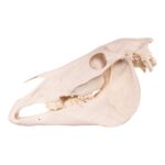 Real Horse Skeleton – Disarticulated – 705.4792 oz