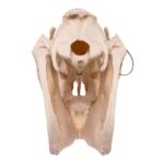 Real Horse Skeleton – Disarticulated – 705.4792 oz