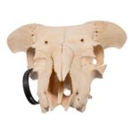 Real Domestic Goat Skull – 384 g