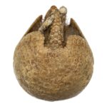Real Preserved Three-banded Armadillo