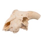 Real Domestic Goat Skull – 384 g