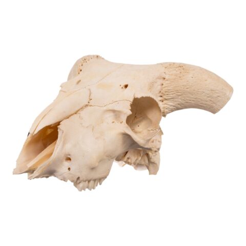Real Domestic Goat Skull - 384 g