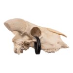 Real Domestic Goat Skull – 384 g
