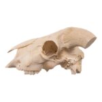 Real Domestic Goat Skull – 384 g