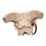 Real Domestic Goat Skull – 384 g